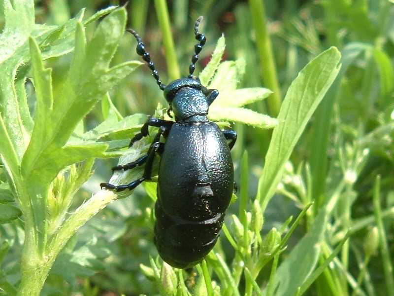 insetto da determinare: Meloe proscarabaeus